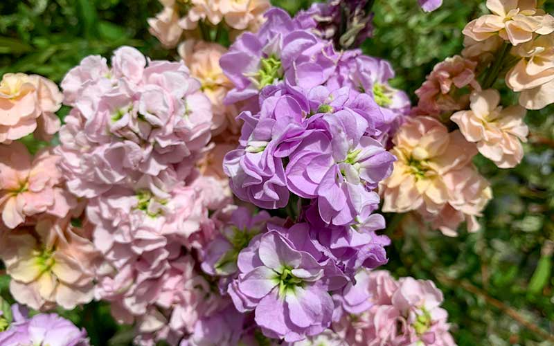Mélange Matthiola Pastel (Stock) - 75 graines