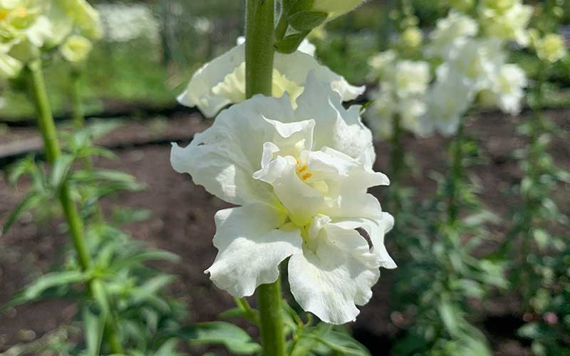 Doppeltes Löwenmäulchen Madame Butterfly Ivory - 50 Samen