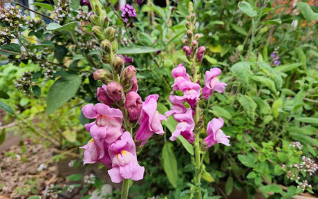 Löwenmaul-Lavendel - 50 Samen