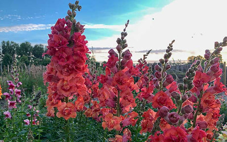 Snapdragon Madame Butterfly Bronze - 50 seeds