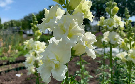 Doppeltes Löwenmäulchen Madame Butterfly Ivory - 50 Samen