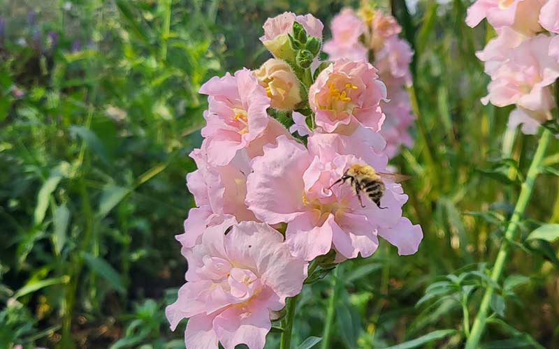 Löwenmäulchen Madame Butterfly Pink - 50 Samen