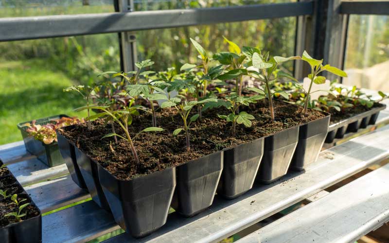 Sturdy large 15 cell Propagation Module Tray
