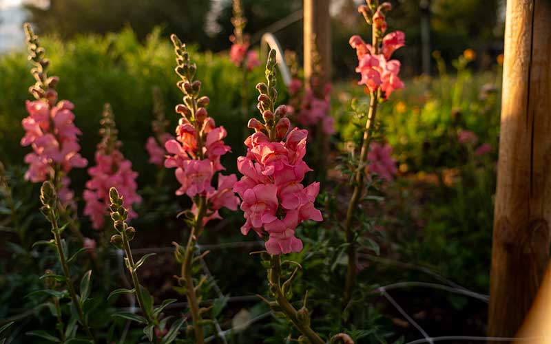 Löwenmäulchen rosa - 50 Samen