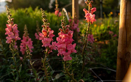 Snapdragon Pink - 50 seeds