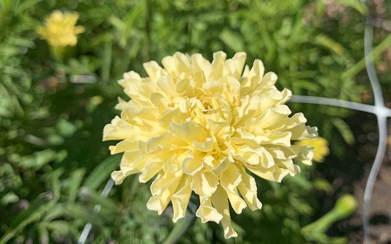 Afrikanische Ringelblume Elfenbein (große Tagetes) - 50 Samen -