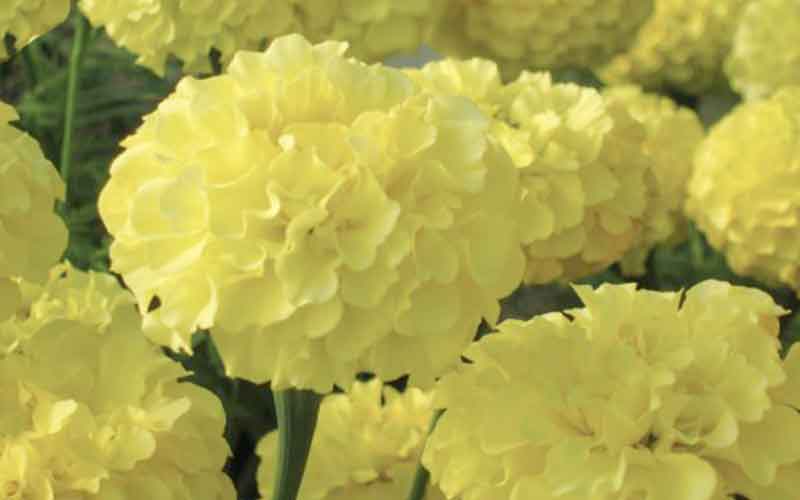 African Marigold Moon (tall Tagetes) - 50 seeds