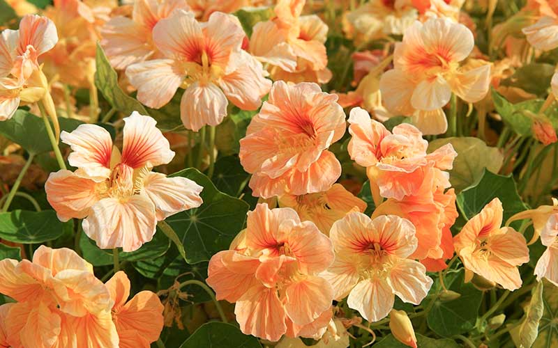 Tropaeolum minus Tip Top Aprikose (Kapuzinerkresse) - 35 Samen