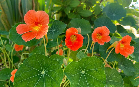 Tropaeolum Salmon (Kapuzinerkresse) - 35 Samen -