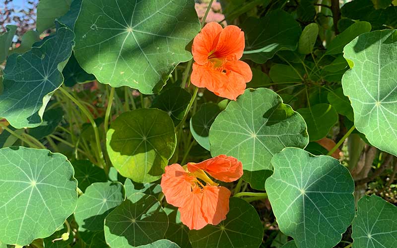 Tropaeolum Zalm (Oost-Indische kers) - 35 zaden