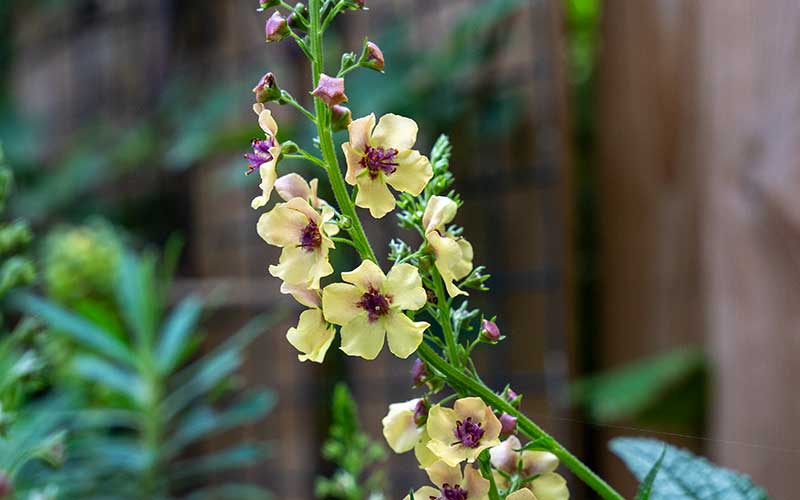 Verbascum Southern Charm - 25 Samen