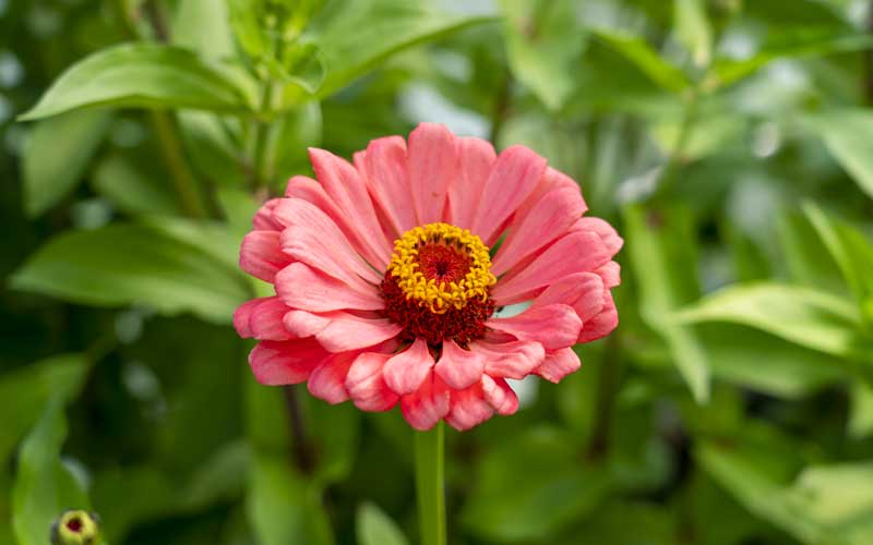 Zinnia Salmon - 50 Samen