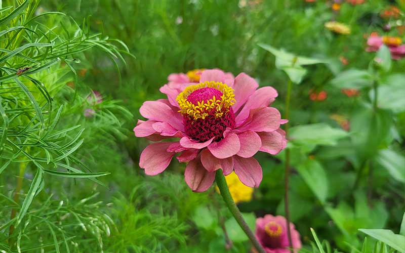Zinnia Queen Lime Red - 35 Samen