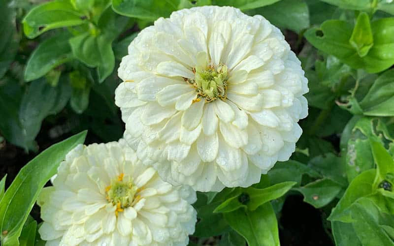 Zinna Polar Bear - 100 seeds