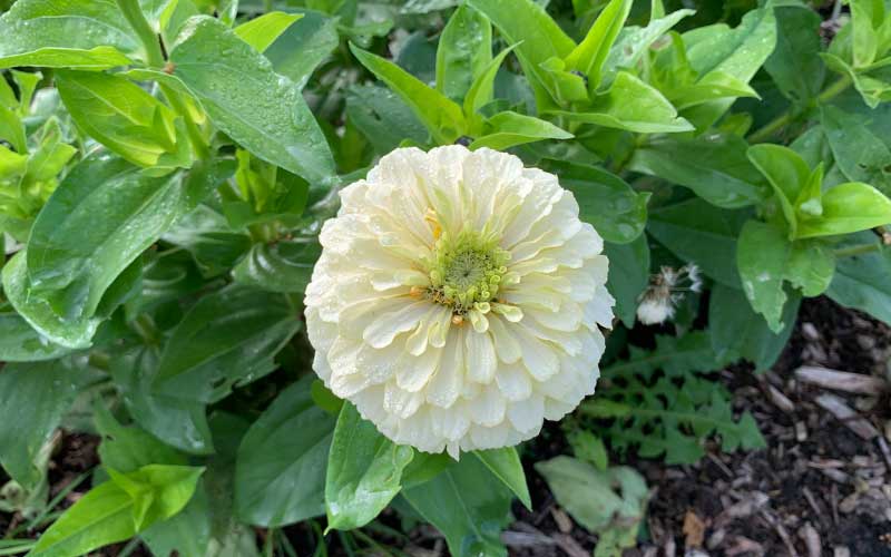 Zinna Polar Bear - 100 seeds