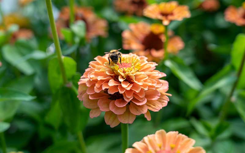 Zinnia Queen Lime Orange - 35 Samen