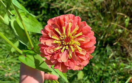 Zinnia Queen Lime Red - 35 seeds