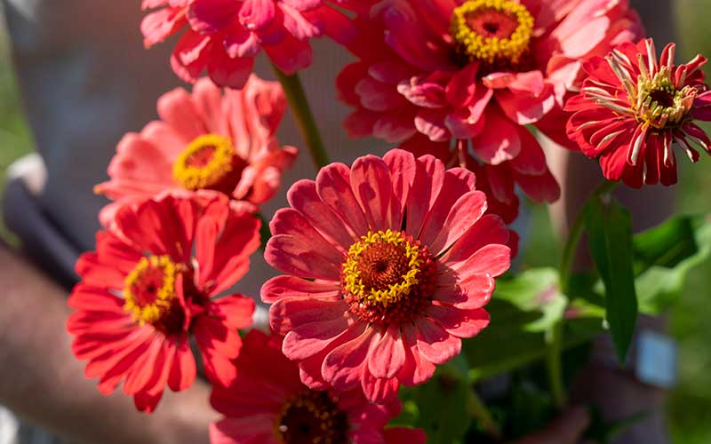 Zinnia Salmon - 50 Samen