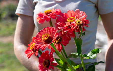 Zinnia Salmon - 50 seeds