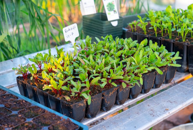 Beetroot – Everything you need to know – The Farm Dream