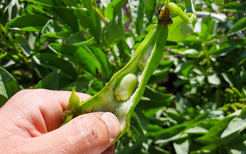 Broad beans  Everything you need to know  The Farm Dream