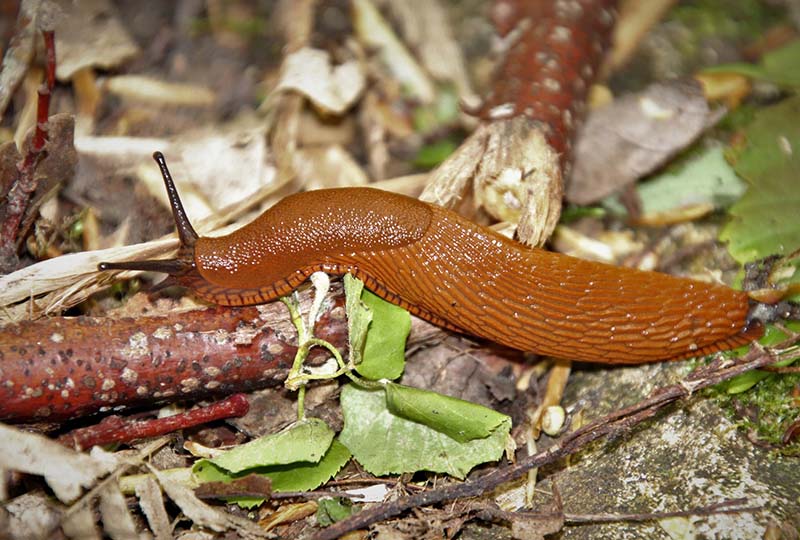 How To Get Rid Of Slugs and Snails In The Garden