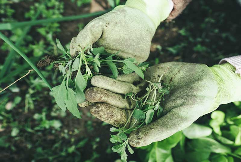 How to win the battle against weeds and make them useful