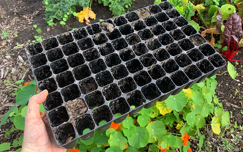 How To Clean Your Seed Trays Before Storing  The Farm Dream