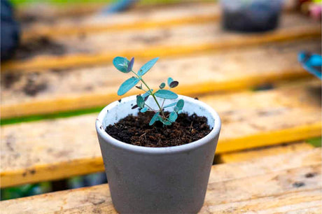 Growing Eucalyptus from seed