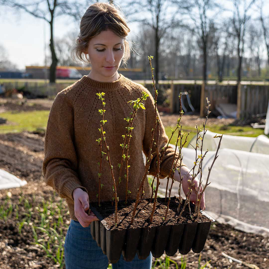 Propagating Raspberries How to Propagate Raspberries Easily (+ The Best Propagation Trays ...