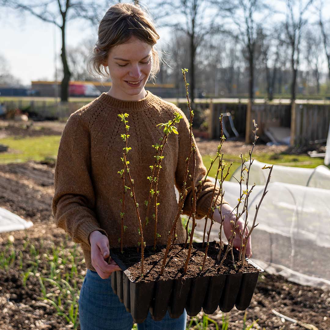 How to Propagate Raspberries Easily (+ The Best Propagation Trays)