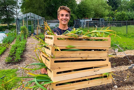 How To Grow – Garlic