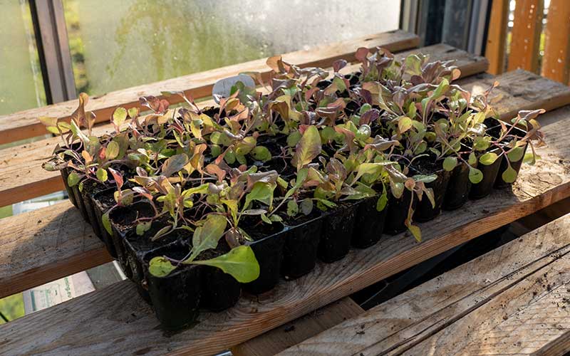 How to use a seed tray