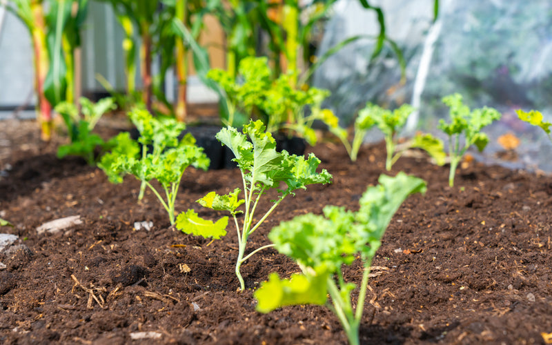 The 7 Essential Crops You Need to Plant This September in the Netherlands