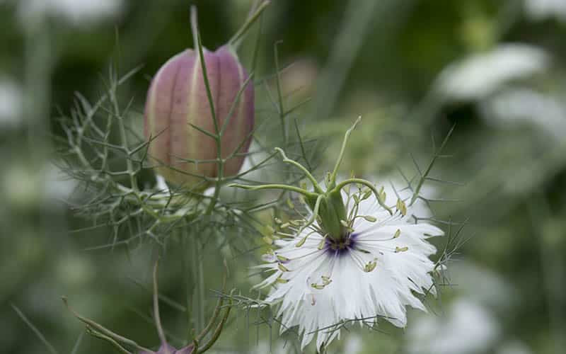 Sow these flowers in the autumn and late winter!