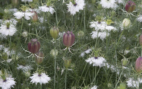 Plant Now for a Colorful Spring: Flowers to Sow in September