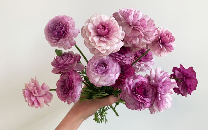 Dotch Ranunculus How to succesfully grow your own ranunculus from corms or bulbs – step ...