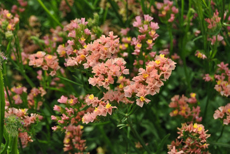 Statice (Limonium)