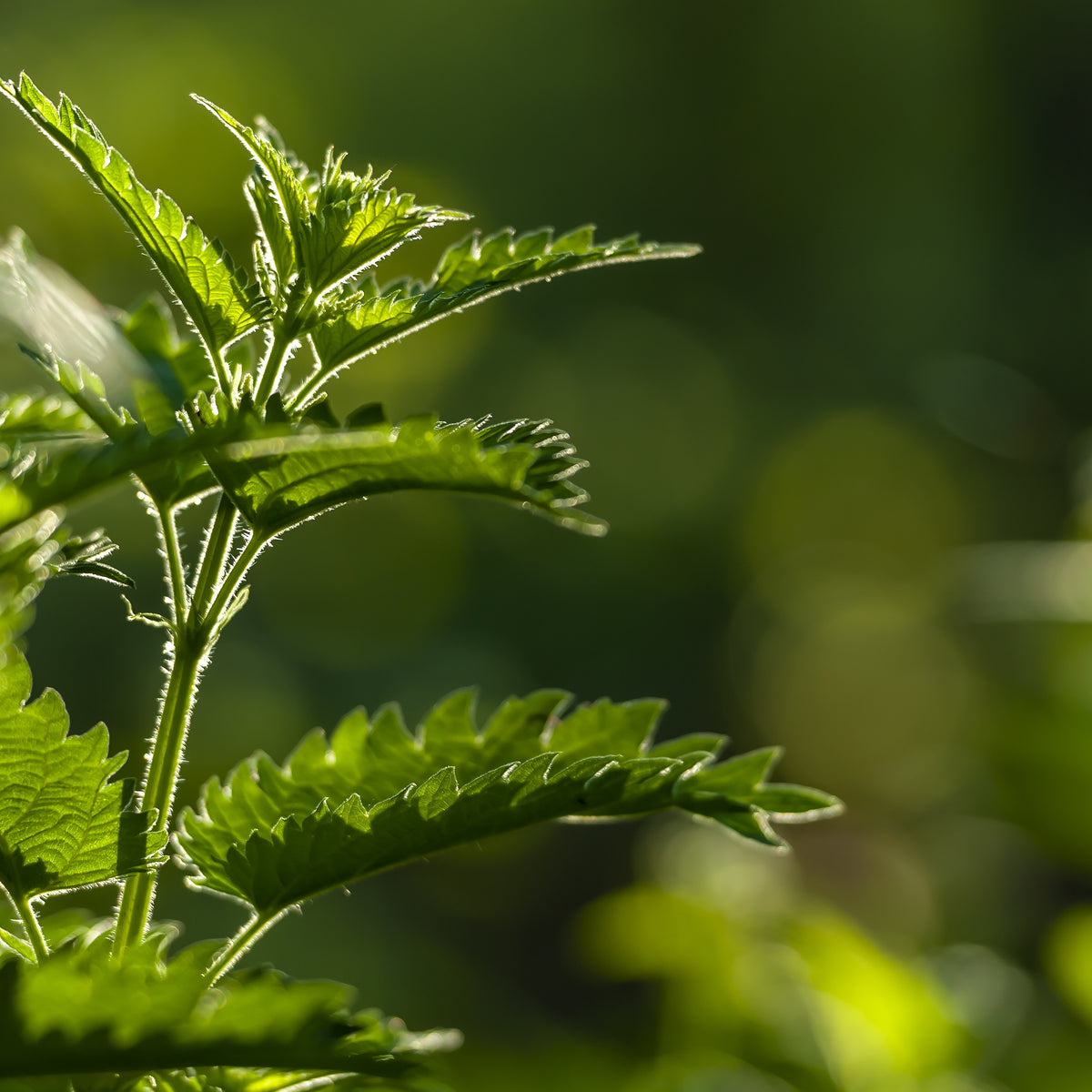 Natural Nettle Fertilizer for Thriving Gardens - The Farm Dream