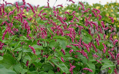 Persicaria