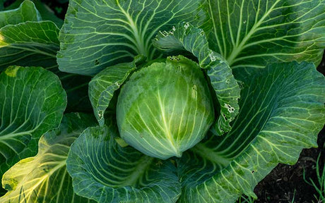 Cabbages