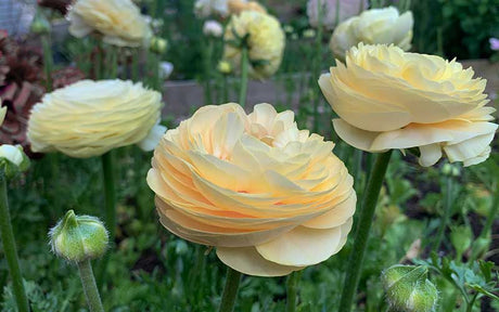 Ranunculus