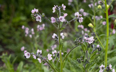 Chinese Forget-Me-Nots