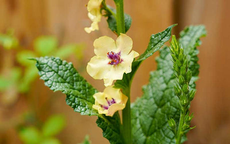 Verbascum