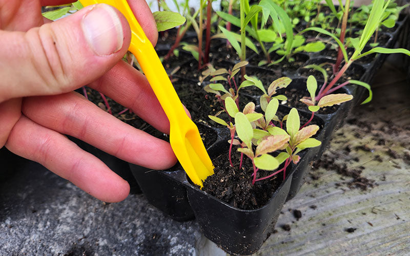 Seedling transplant set