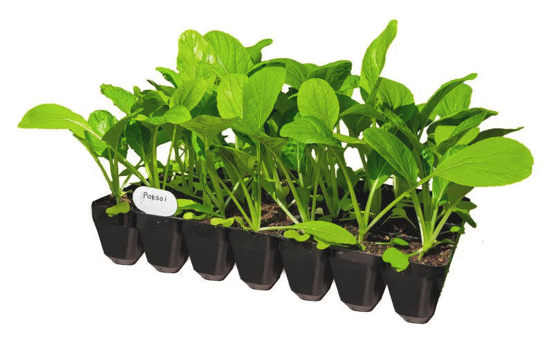 Sturdy 28 cell Seed Tray