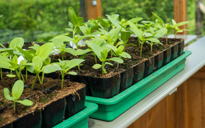 Seedling Starter Pack: Your Essential Kit for Starting Seeds