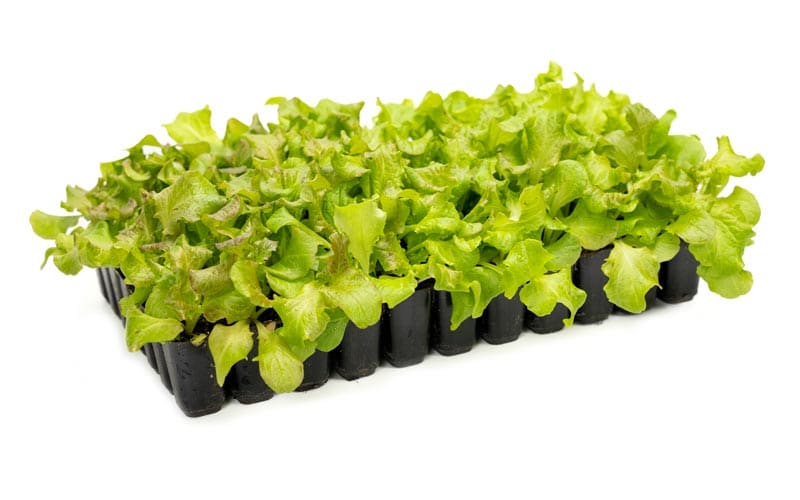seed planting cells Ultimate 77-Cell Seed Tray
