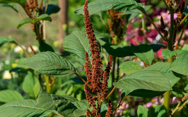 Amaranthus Hot Biscuits - 250 seeds