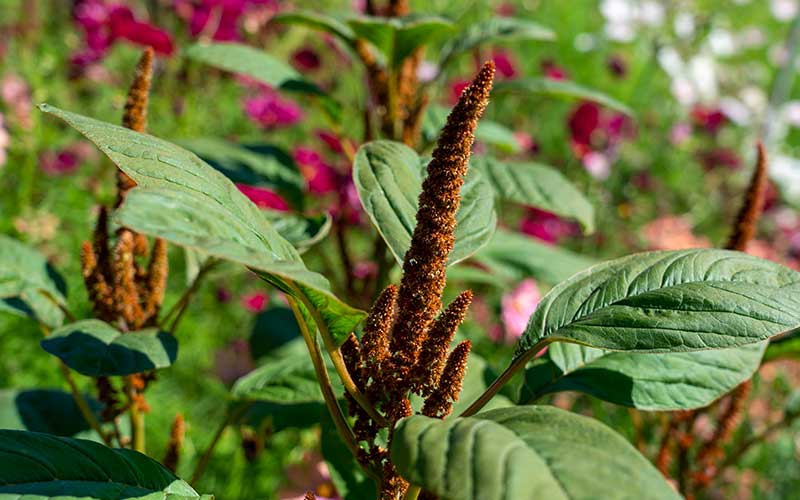 Amaranthus Hot Biscuits - 250 Samen